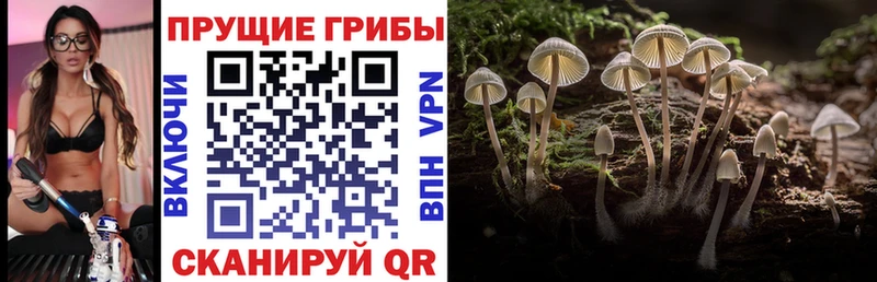 Псилоцибиновые грибы прущие грибы  даркнет сайт  Ессентукская 